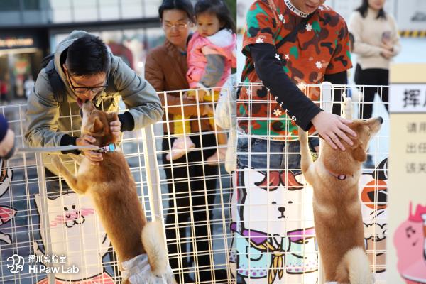 深圳的宠物主们有福了!挥爪实验室为宠物打造高品质游乐场所